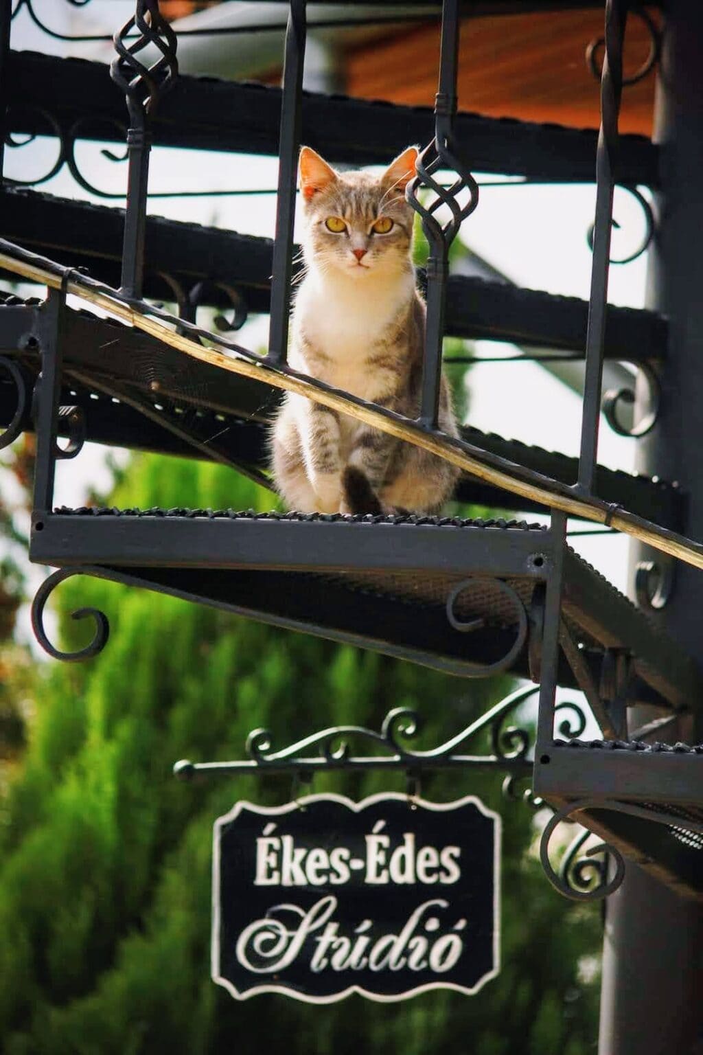 Kedves macska az Ékes-Édes Stúdió lépcsőjén, figyelmesen néz a kamerába, a háttérben zöld növények és a stúdió felirat.